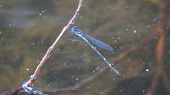 Austrolestes minjerriba