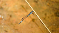 Austrolestes minjerriba