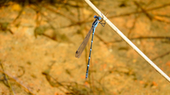 Austrolestes minjerriba
