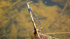 Austrolestes minjerriba