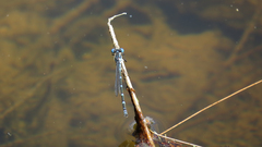 Austrolestes minjerriba
