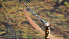 Austrolestes minjerriba