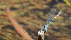 Austrolestes minjerriba
