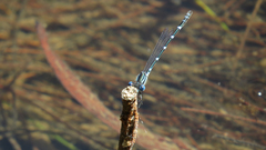 Austrolestes minjerriba