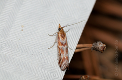 Ancylosis cinnamomella