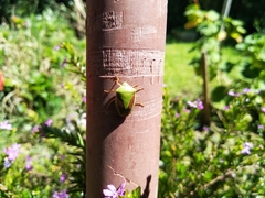 Edessa meditabunda