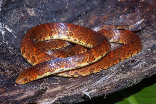 Photo of a Big Ground Snake (Atractus major)