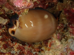 Luria lurida