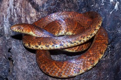 Atractus major
