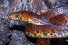 Atractus major