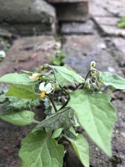 Solanum nigrum