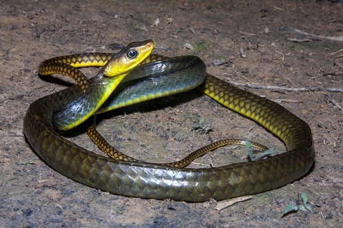 Chironius multiventris Schmidt & Walker, 1943