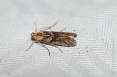 Ancylosis cinnamomella