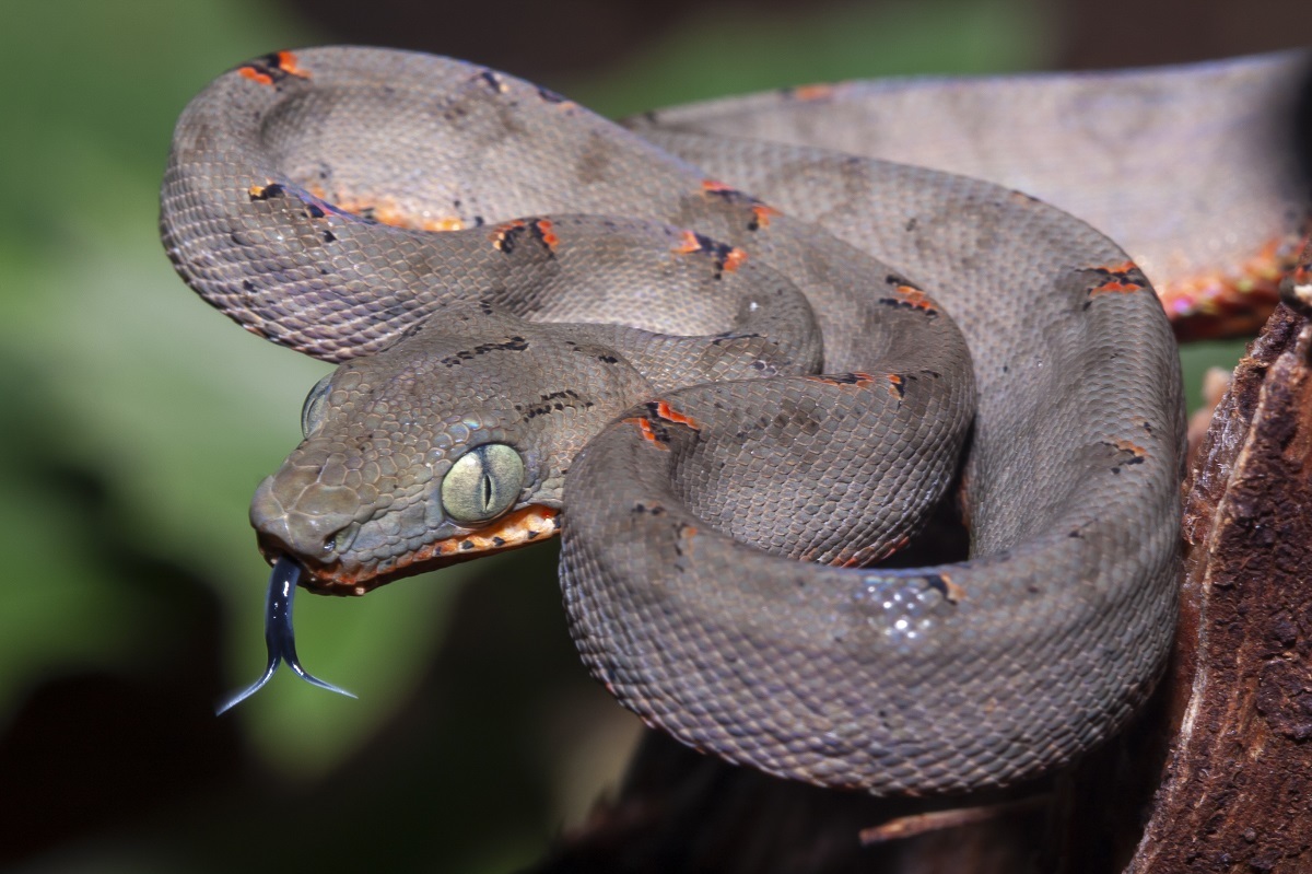 Tree Boa (Corallus hortulanus), Centro de Pesquisas …