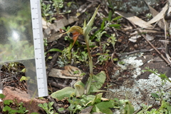 Pterostylis boormanii