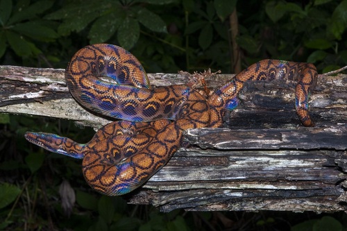 Rainbow Boa, Epicrates cenchria
