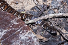 Erythrolamprus breviceps