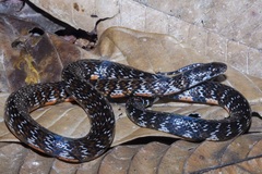 Erythrolamprus breviceps