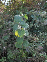 Philadelphus tenuifolius