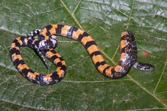 Erythrolamprus breviceps