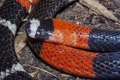 Micrurus lemniscatus