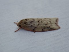 Euchaetis inceptella
