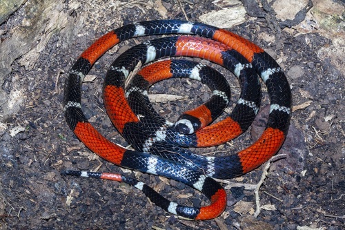 Ribbon Coralsnake