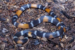 Oxyrhopus melanogenys