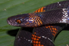 Oxyrhopus melanogenys