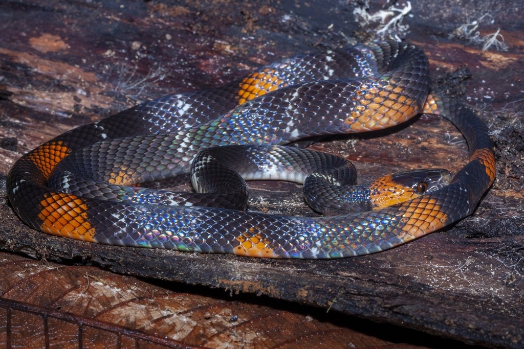Impostor Flame-Snake