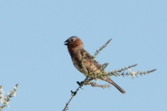 Sporophila cinnamomea