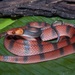 Tropical Flat Snake - Photo (c) dhfischer, some rights reserved (CC BY-NC), uploaded by dhfischer
