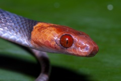 Siphlophis compressus