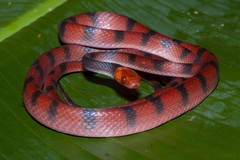 Siphlophis compressus