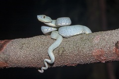 Bothrops bilineatus