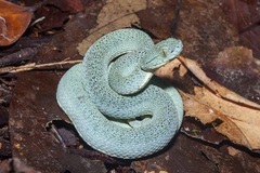 Bothrops bilineatus