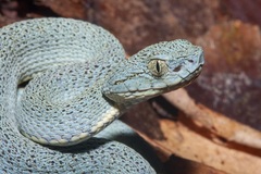Bothrops bilineatus