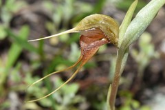 Pterostylis boormanii