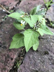 Solanum nigrum