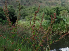 Rumex rhodesius