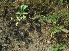 Achillea ptarmicoides