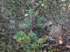 Potentilla chinensis