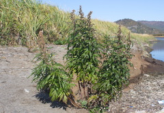 Artemisia vulgaris kamtschatica