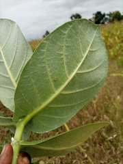 Calotropis procera image