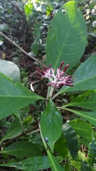 Chassalia curviflora