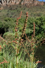 Rumex rhodesius