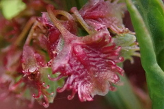 Rumex rhodesius