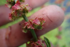 Rumex rhodesius
