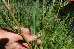 Rumex rhodesius