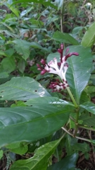 Chassalia curviflora